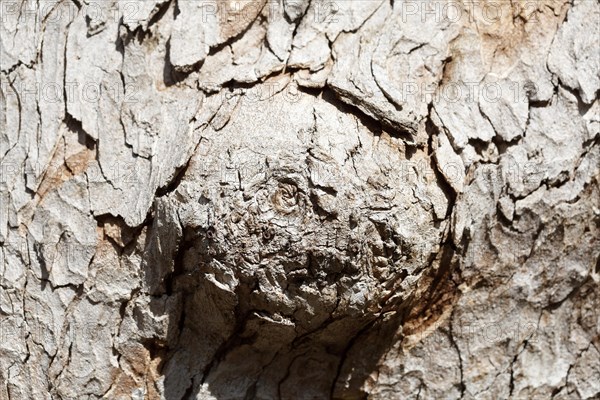 Tree trunk with bark and burl