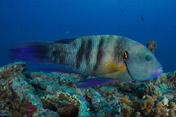 Broomtail wrasse