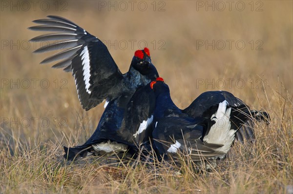 Black grouse