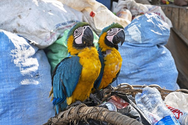 Two captive blue-and-yellow