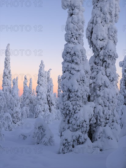 Dawn and snow-covered trees in Pyhae-Luosto National Park