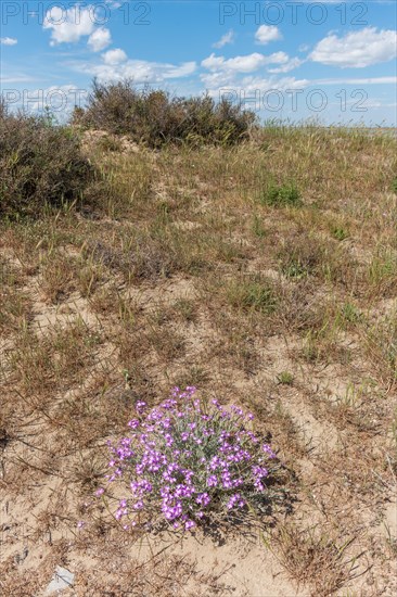 Typical landscape in a lagoon of the Rhone delta in the Camargue in spring. Saintes Maries de la Mer