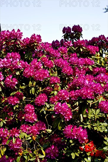 Azaleas