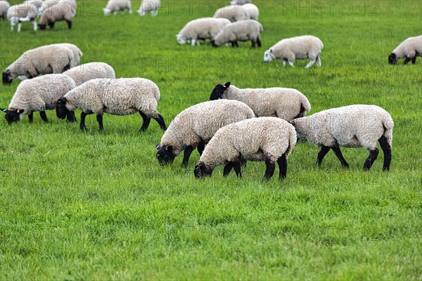 Suffolk domestic sheep