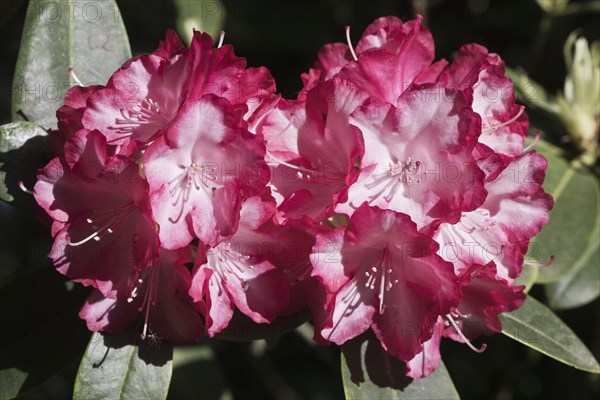 Rhododendron blossom