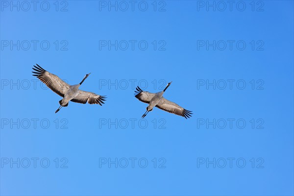 Pair of Crane flying at a clear blue sky vid Horborgasjoen i Sverige