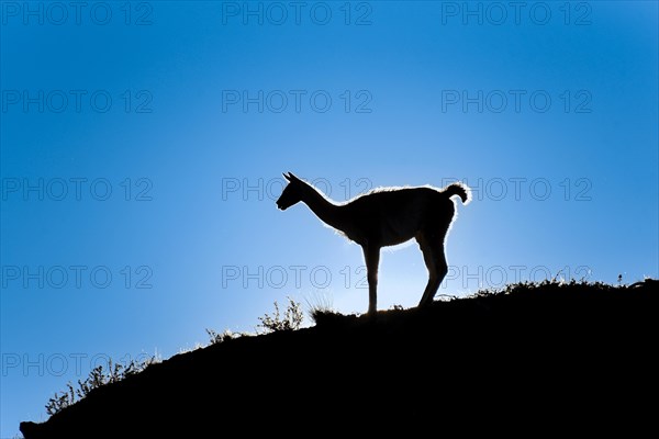 Guanaco