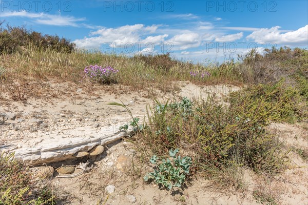 Typical landscape in a lagoon of the Rhone delta in the Camargue in spring. Saintes Maries de la Mer