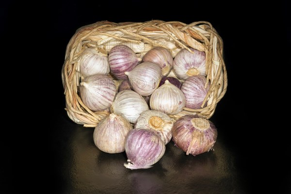 Tubers of alpine broad-leaf allium