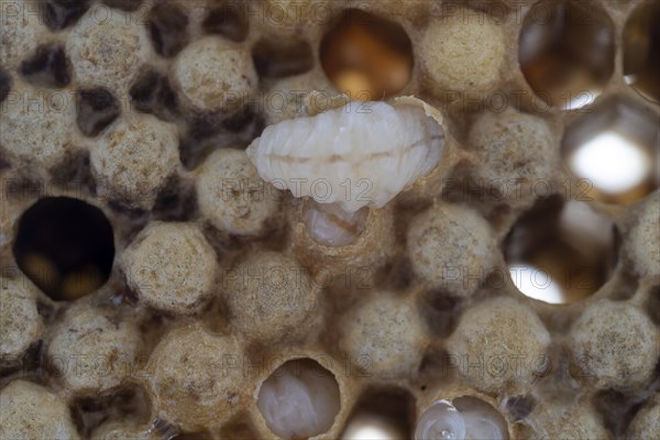 Honeycomb with drone brood