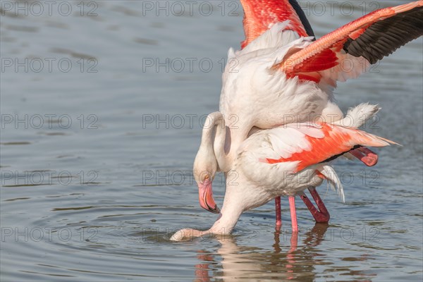 Greater Flamingo