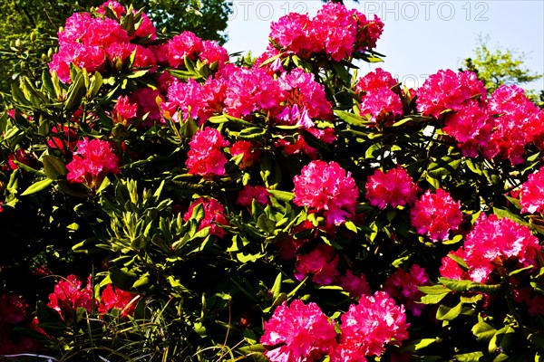 Rhododendrons