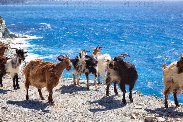 Corsican goats at Cap Corse