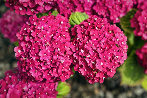 Pink hydrangea flowers