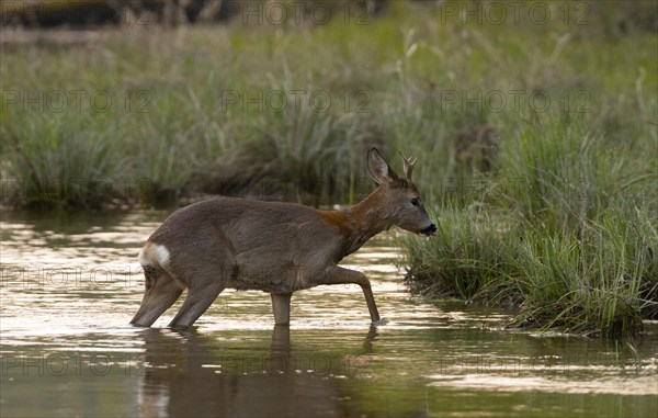 European roe deer