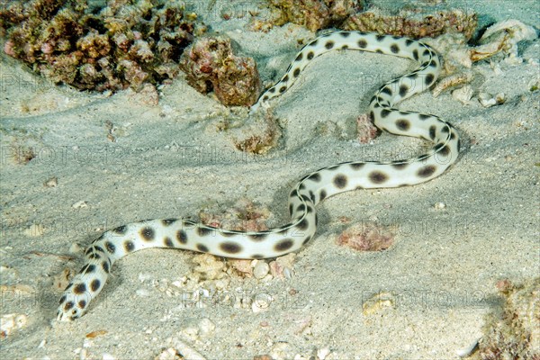 Spotted snake eel