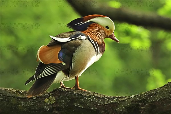 Mandarin Duck