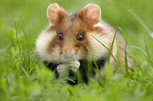 European hamster