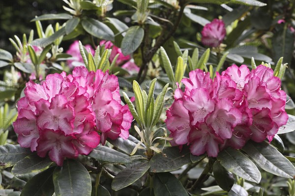 Rhododendron blossom