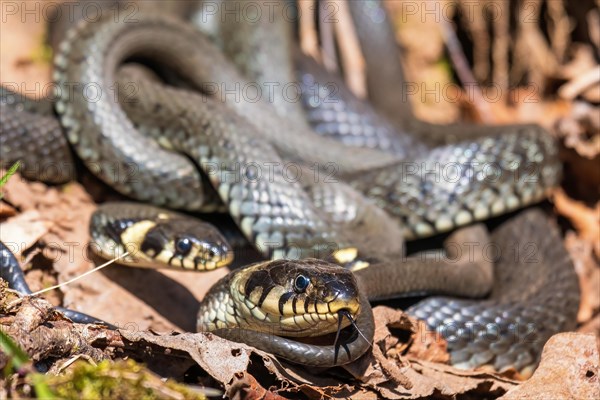 Grass snake