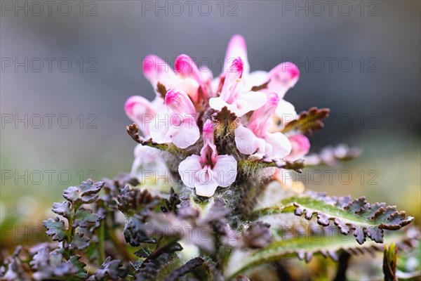 Flowering Hairy lousewort