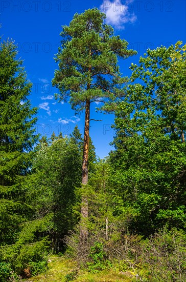 Section of a piece of mixed forest near Haverud in Dalsland