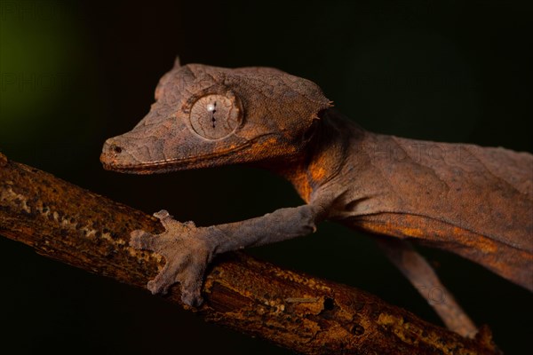 Arrow-tailed gecko