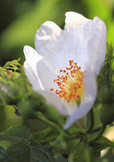 White blossom of dog rose