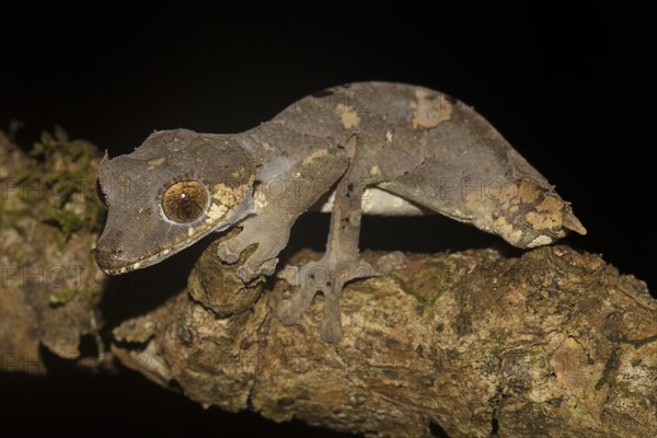 Rare leaf-tailed gecko