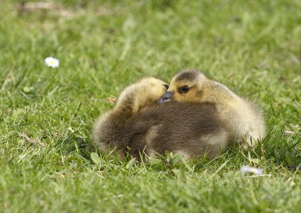 Chicks of Canada geese