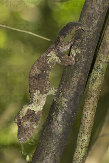 Mossy leaf-tailed gecko