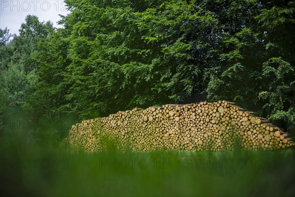 Logs of coniferous wood are stacked in a pile in the forest. Ummanz