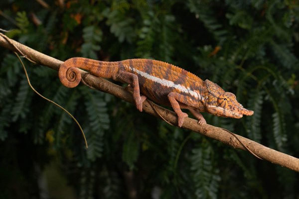 Male Angels chameleon