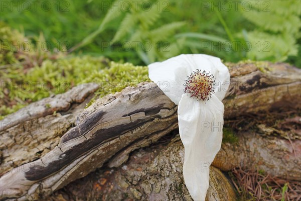 Flower dove tree