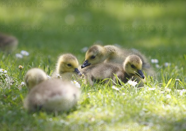 Chicks of Canada geese