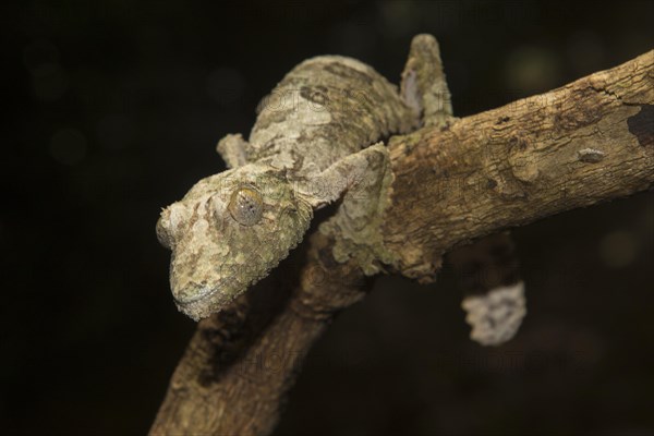 Mossy leaf-tailed gecko