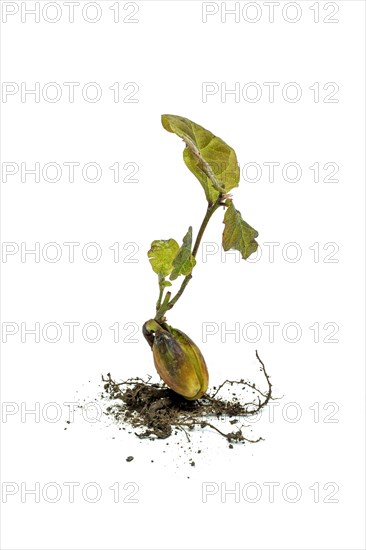 Close up of young oak tree on white background