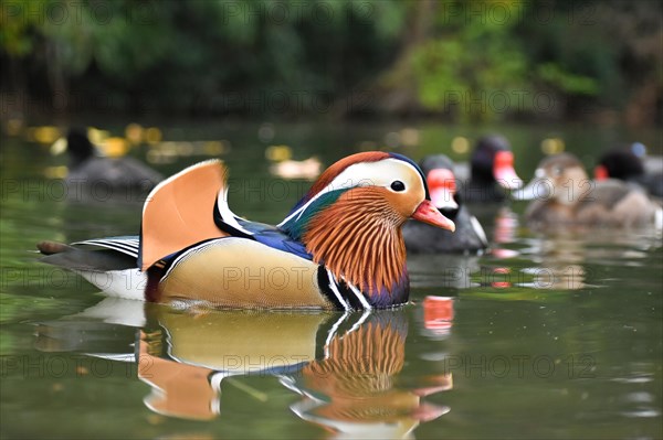 A mandarin duck