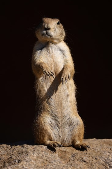 Black-tailed prairie dog