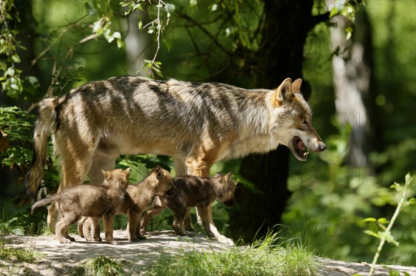 European gray wolf