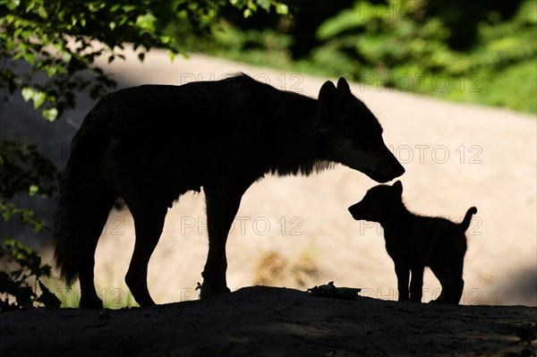 European gray wolf