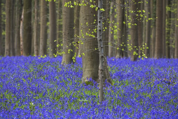 Blue flowering bluebells