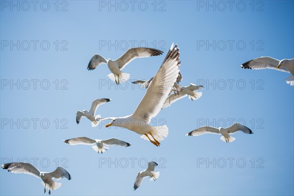 Flock of seagulls skying in the sky