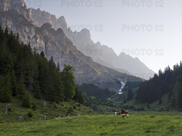 Pinzgauer cows on alpine pasture