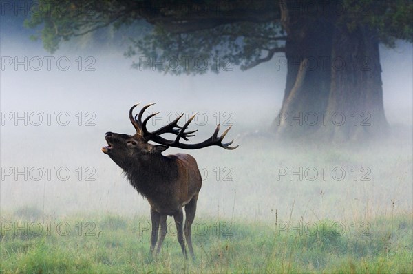 Red deer