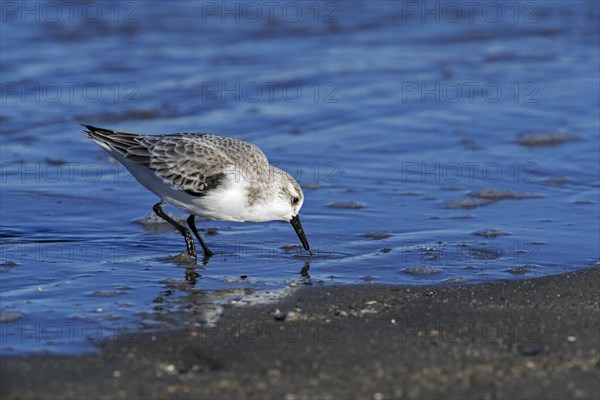 Sanderling