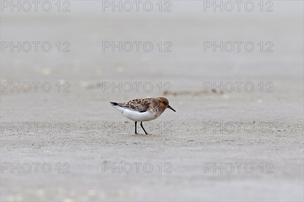 Sanderling