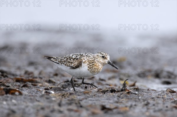 Sanderling