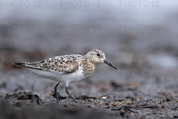 Sanderling