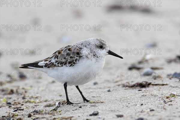 Sanderling